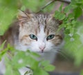 Face of cat among spring greens Royalty Free Stock Photo
