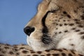 Face of a cheetah Royalty Free Stock Photo