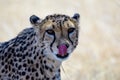 Face of a Cheetah licking its lips