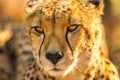 Face cheetah portrait