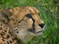 the face of a cheetah stuck in the grass Royalty Free Stock Photo
