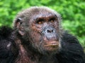 face of chimpanzee.