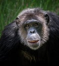 The face of the chimpanzee.