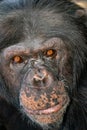 Face of a chimpanzee.