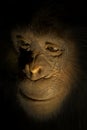 Face of a chimpanzee