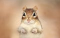 Face of Chipmunk in nature during autumn