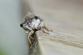 Face of a cicada. Royalty Free Stock Photo