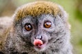 Face close up of Bamboo lemur sticking his tongue out