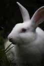 Portrait of a white rabbit Royalty Free Stock Photo