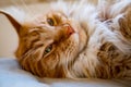 Face close up of young maine coon cat laying relaxing indoor inside a home with long whiskers and red and white fur Royalty Free Stock Photo