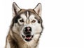 Face closeup of Siberian Husky dog on isolated white background