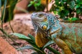 The face of a colorful iguana in closeup, popular tropical reptile pet from America Royalty Free Stock Photo