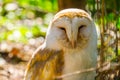 The face of a common barn owl in closeup, bird specie from the Netherlands