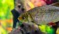 The face of a common rudd in closeup, common fish in the seas of Eurasia