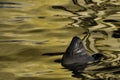 The face of a contented Baltic seal leans out of golden water, t