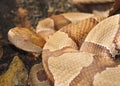 Face of a Copperhead Snake Royalty Free Stock Photo