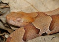 Face of a Copperhead Snake Royalty Free Stock Photo