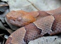 Face of a Copperhead Snake