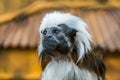 The face of a cotton top tamarin in closeup, tropical critically endangered monkey from Colombia Royalty Free Stock Photo