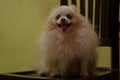 The face of a cute and adorable pomeranian dog.