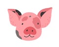 Face of cute baby mini pig. Funny happy piglets head portrait. Adorable piggy snout. Amusing farm animal avatar in Royalty Free Stock Photo