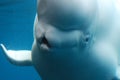 Face of a Cute Beluga Whale Underwater in the Ocean Royalty Free Stock Photo