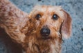 A face of a cute dachshund dog close up Royalty Free Stock Photo