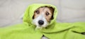 Cute dog with towel after bath, pet fur care and grooming banner Royalty Free Stock Photo