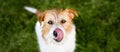 Face of a cute puppy as licking her mouth, dog tongue banner Royalty Free Stock Photo