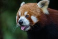 Face of Cute Red panda Royalty Free Stock Photo