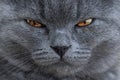 Cute three month old British Shorthair kitten with orange eyescat eyes.Close-up.