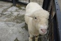 Face of a cute white lamb looking at you desperately on their cage. Romney sheep. Royalty Free Stock Photo