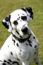 Face of a Dalmatian dog