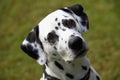 Face of a Dalmatian dog