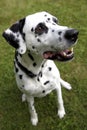 Face of a Dalmatian dog