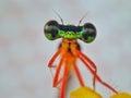 A face of damselfly was captured in my home