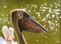 The face of a dark colored great white pelican in closeup, bird color mutation, water bird specie from Eurasia