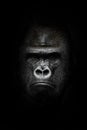 Face in the dark. Portrait of a powerful dominant male gorilla , stern face. isolated black background