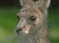 Face detail of avery young Kangaroo in the wild.