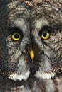 Face detail of bird. Detail portrait of grey owl. Detail face portrait of bird, big orange eyes and bill, Great grey owl. Rare
