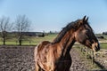 Face detail of captive brown horse in a field with relaxed expression. Head closeup of chestnut horse or brown stallion in a ranch Royalty Free Stock Photo