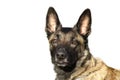 Face of dog Belgian Shepherd Malinois with attentive look on white background