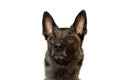 Face of dog Belgian Shepherd Malinois with attentive look on white background