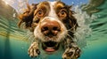 Face dog underwater. Close up