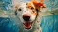 Face dog underwater. Close up