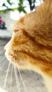 Face of domestic orange cat