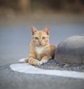 Face of domestic street cats lying relaxing on asphalt road