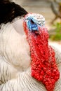 Face of domestic turkey.
