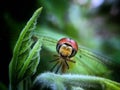 Face of a dragonfly Royalty Free Stock Photo
