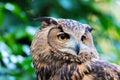 Face of eagle owl